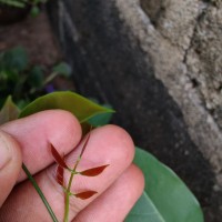 Rourea minor (Gaertn.) Alston